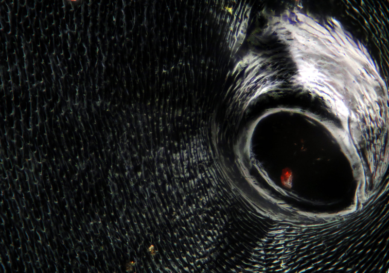 Illustration for article titled I've never seen macroscopic images as incredibly sharp as these ones
